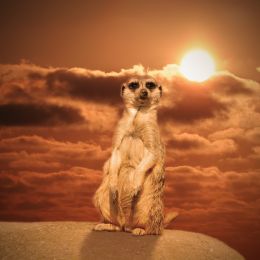 Meerkat with Undergoing Sun Picture