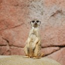 meerkat 2 source image
