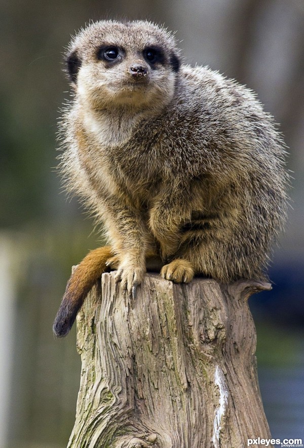 Creation of The All Knowing Meerkat: Step 1