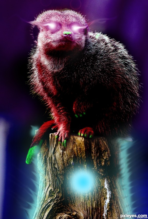 Creation of The All Knowing Meerkat: Step 5