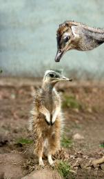 Err, ostrich?