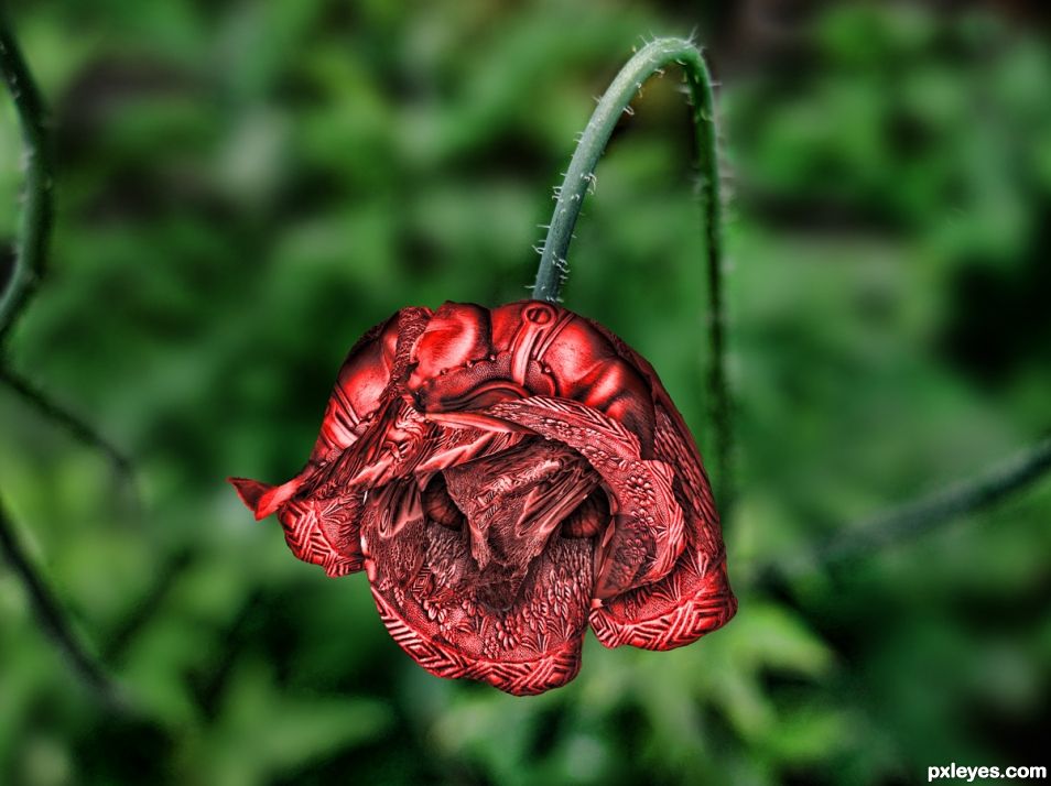 Rocking Horse Rose