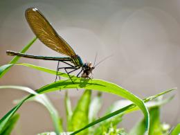 Dragonfly at lunch