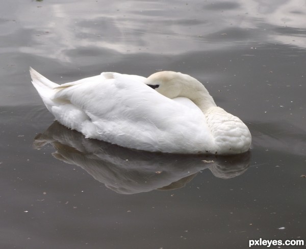 Beauty on a dirty canal