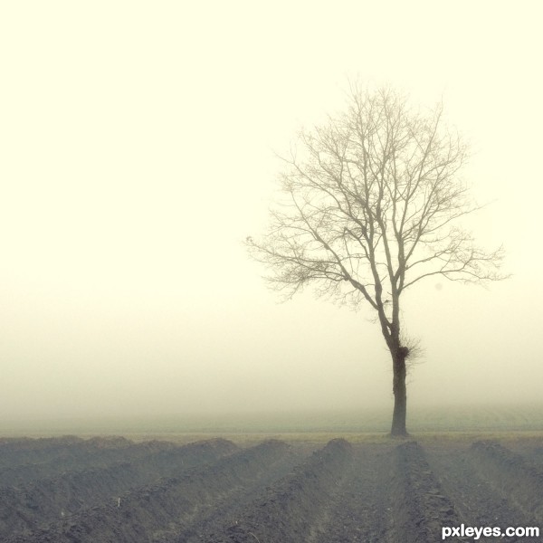 Tree in the Mist