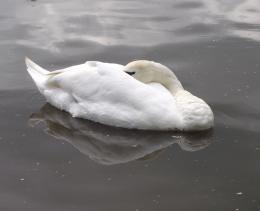 Beauty on a dirty canal