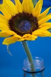 Sunflower Picture