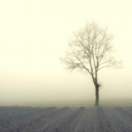 Tree in the Mist