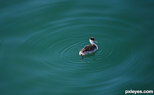 Duck In Blue