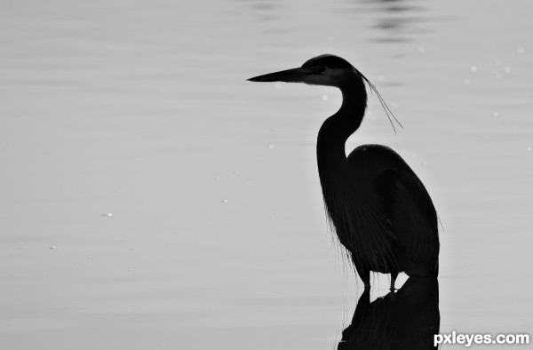 Heron