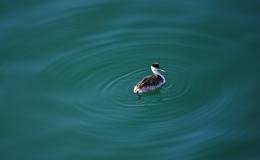 Duck In Blue