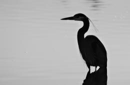 Heron