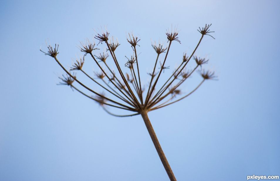 Wild carrot