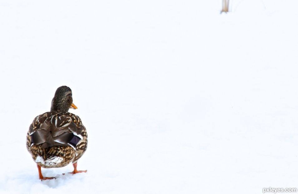 Duck in the Snow