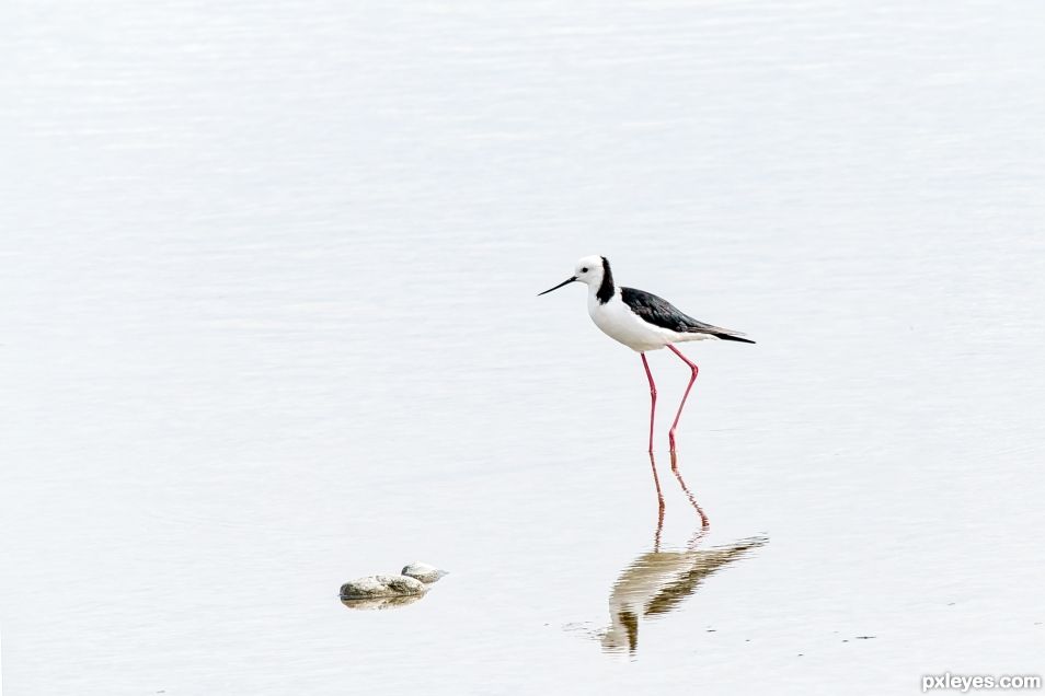 Pied Stilt