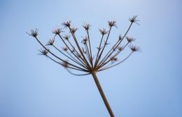 Wild carrot