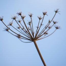 Wildcarrot