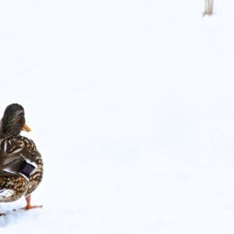 DuckintheSnow