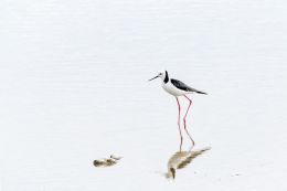 Pied Stilt