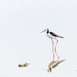 PiedStilt