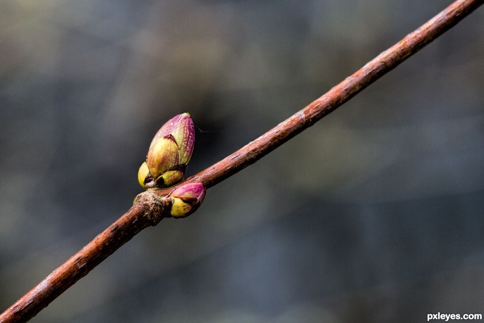 Ready to Bloom