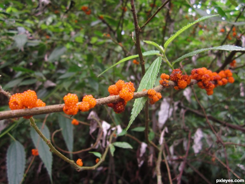 wild tree berry