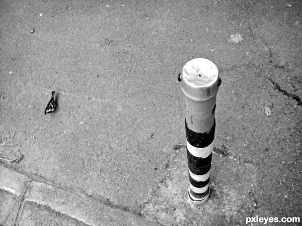 Pole and a bird