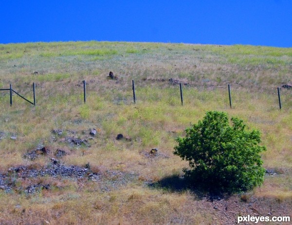 Lonely Bush