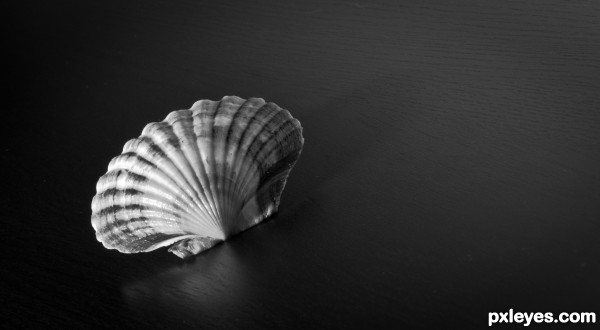 Lonely Shell