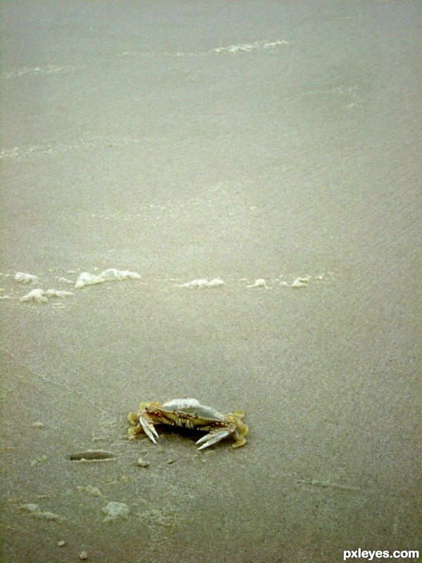 Sandcrab