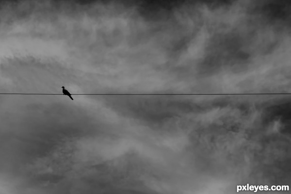 Bird on a Wire