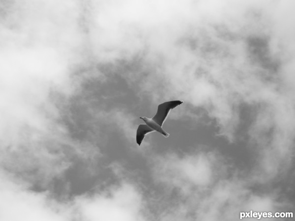 Herring Gull