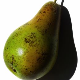 SinglePear