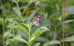 a blue butterfly