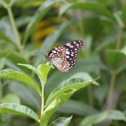 a blue butterfly Picture