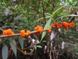 wild tree berry