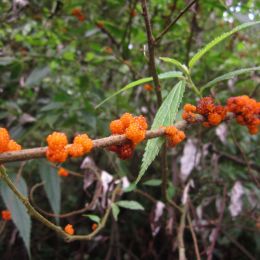 wild tree berry Picture