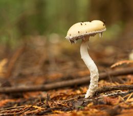 Fungus in the Forest