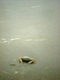 Sandcrab