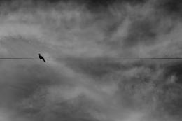 Bird on a Wire