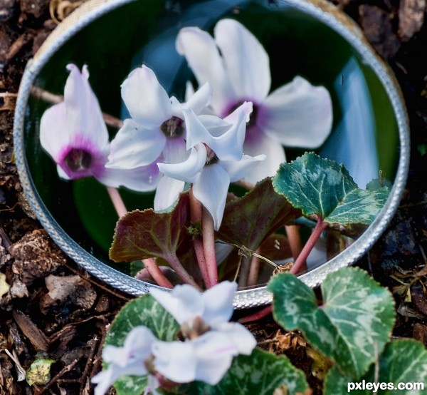 Cyclamen