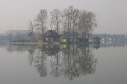 Trees on water