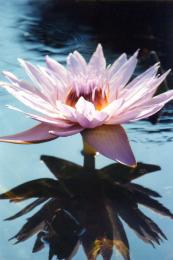 pink water lily