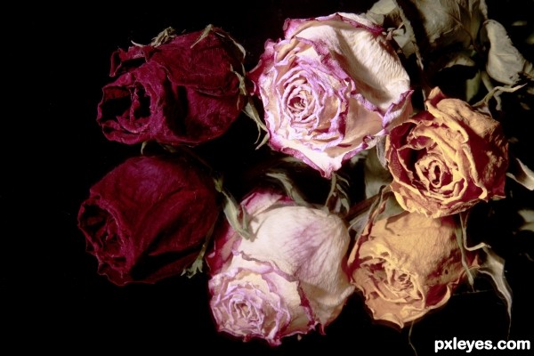 Dried Roses