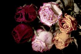 Dried Roses