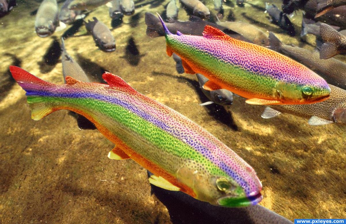 Яркая рыба Экскурсии на Крите GOLDFISH