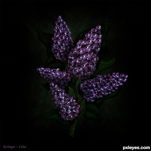 Syringa - Lilac