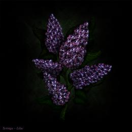 Syringa - Lilac
