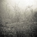 misty forest source image