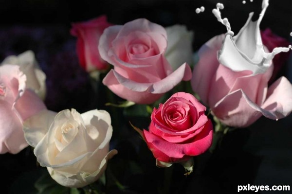 Creation of Splashing Roses: Step 3